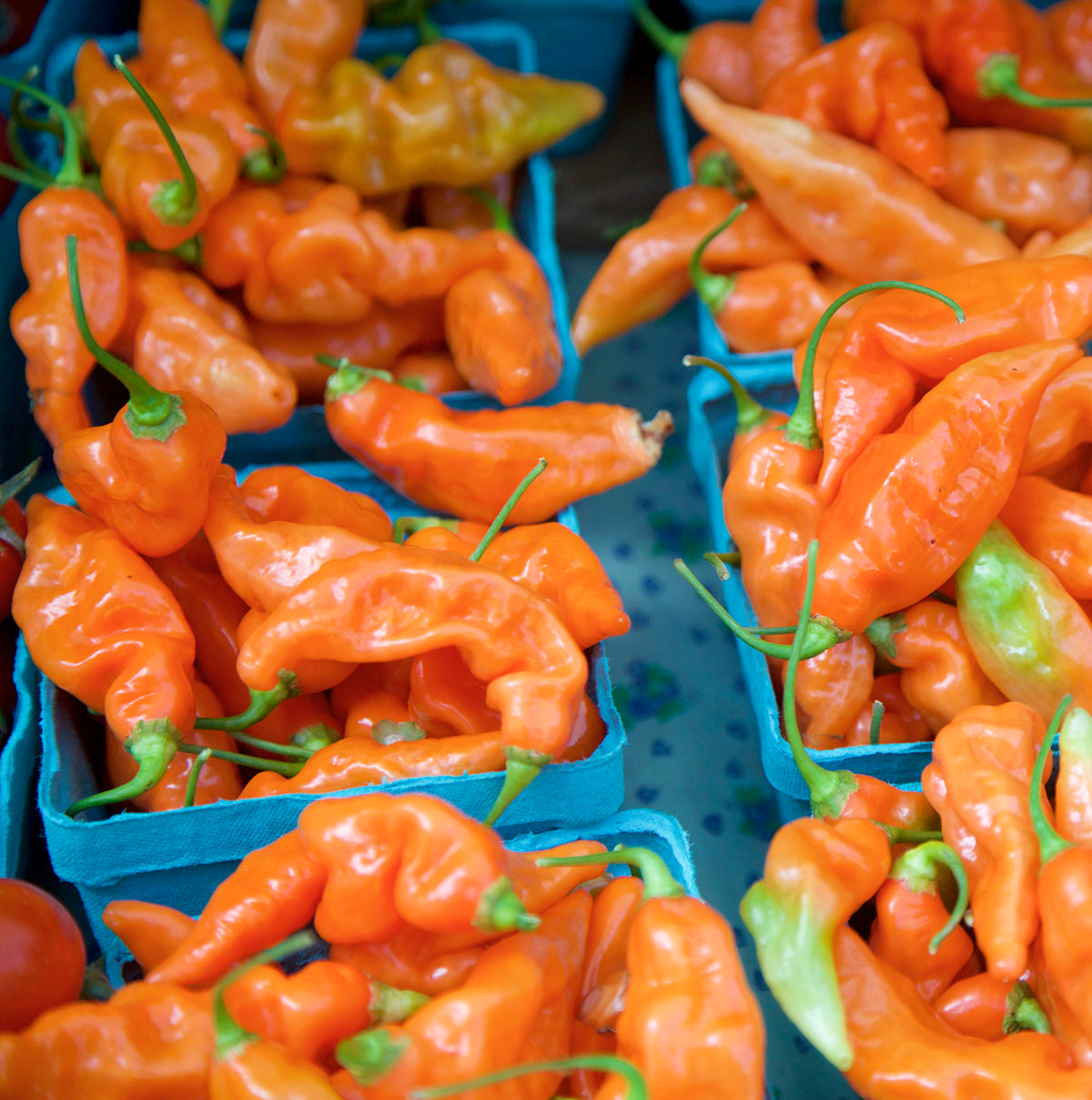 Habanada No-Heat Habanero Seeds