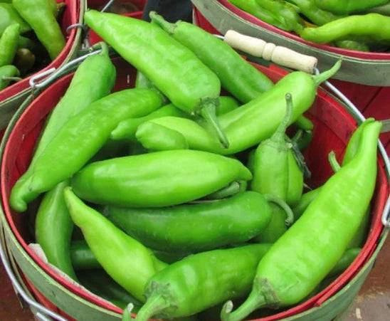 Freshly harvested green chile peppers in red baskets, showcasing the authentic varieties from the Green Chile 3 Pack seed collection.