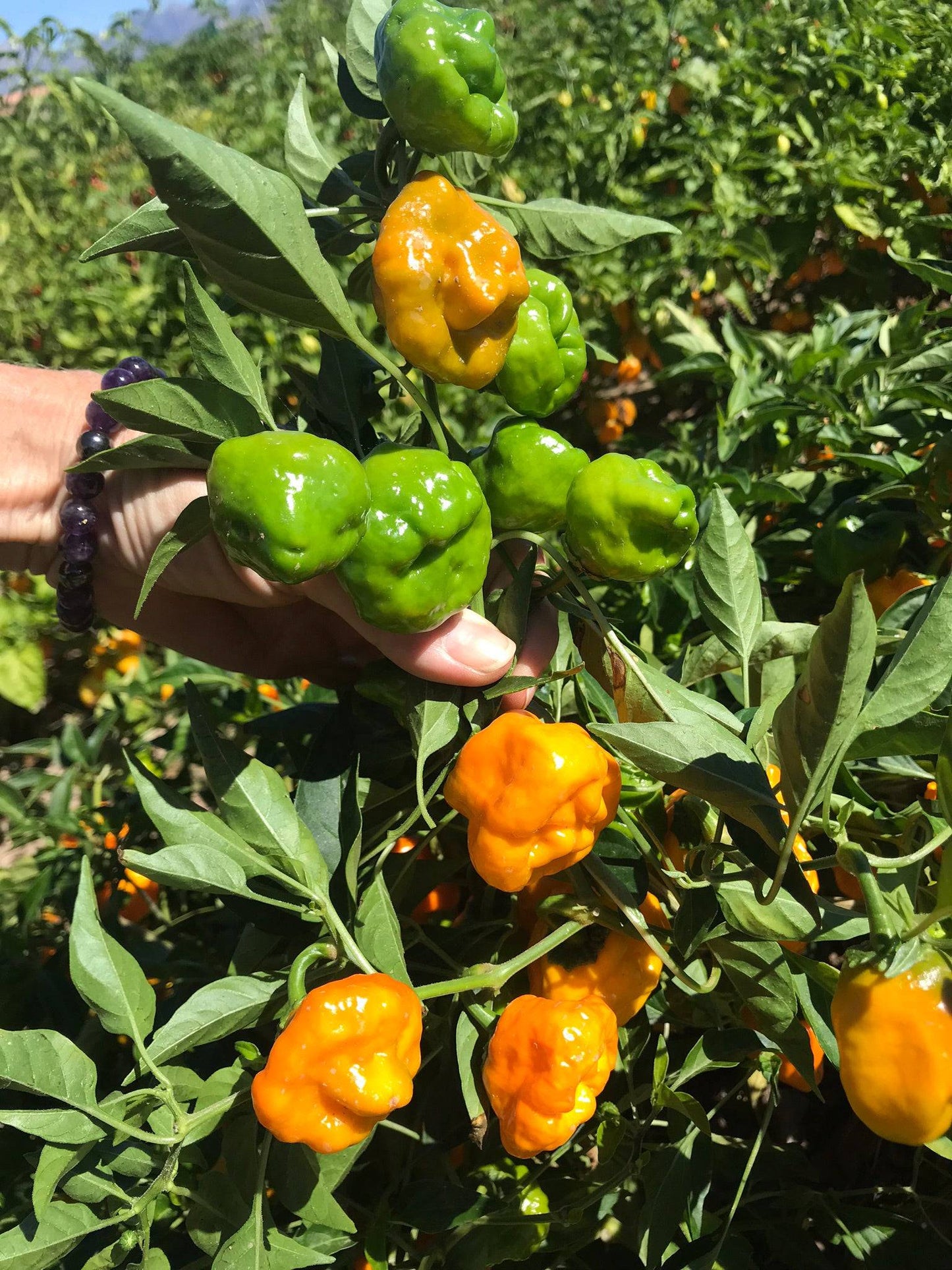 Jamaican Hot Yellow Peppers growing on a plant, transitioning from green to yellow, showcasing the productivity of these heirloom pepper seeds.