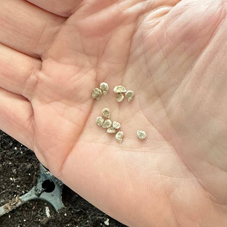 Mini Orange Tomato Seeds - Delicious Heirloom Tomatoes - Citrusy; close-up of tomato seeds in hand, ready for planting in home gardens.