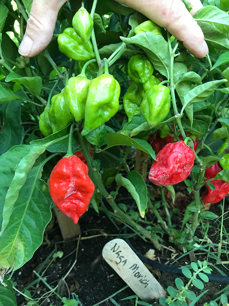 Naga Morich peppers growing on a plant, showing both green and red stages, perfect for spicy garden enthusiasts and seed collectors.