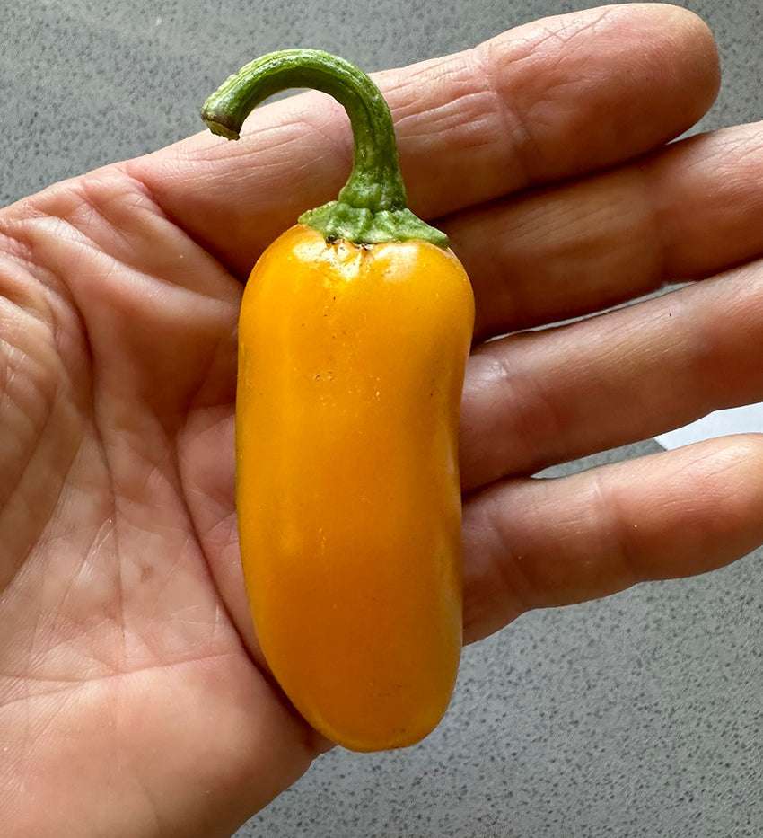Close-up of a single ripe Pumpkin Spice Jalapeno pepper held in hand, highlighting the vivid orange color and size of this hot NuMex jalapeno variety.