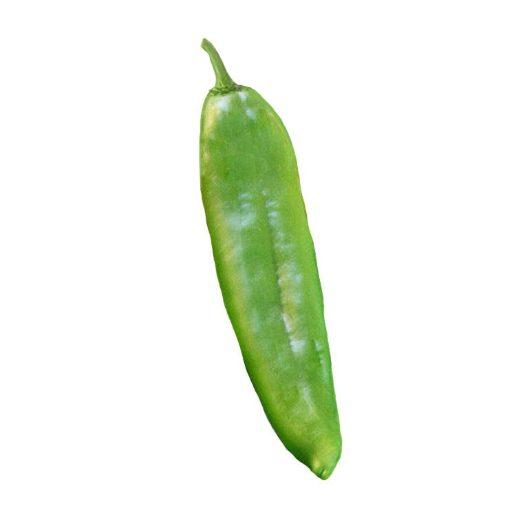 Single green Sandia Select NuMex chile pepper showcasing thick fruit wall and smooth skin, ideal for spicy dishes and high-yield gardening.