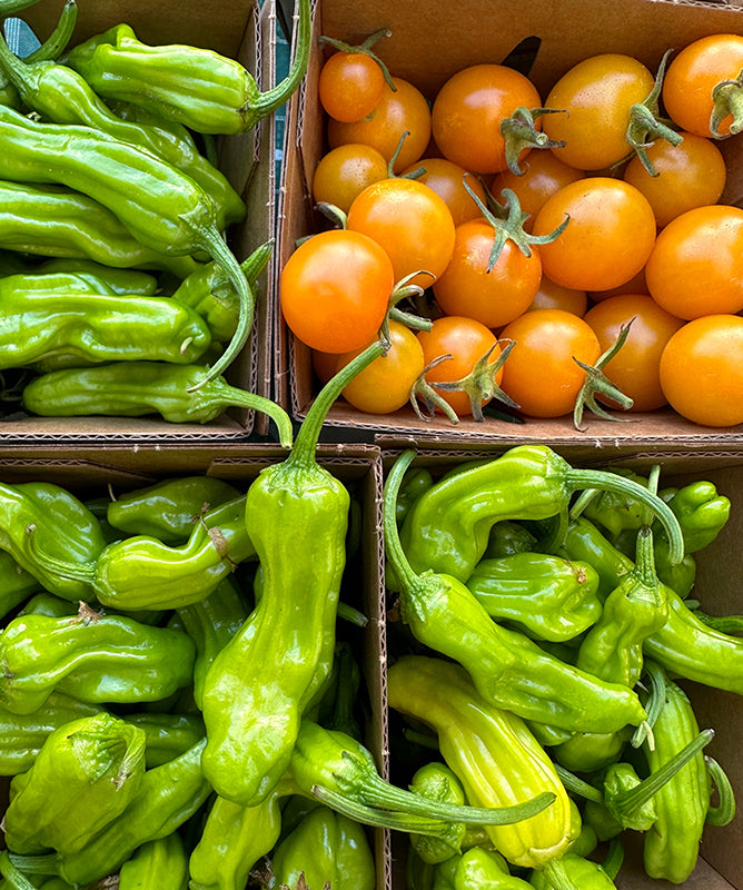 Freshly harvested Shishito peppers in boxes with yellow cherry tomatoes, showcasing sweet Japanese heirloom peppers ready for cooking or storage.