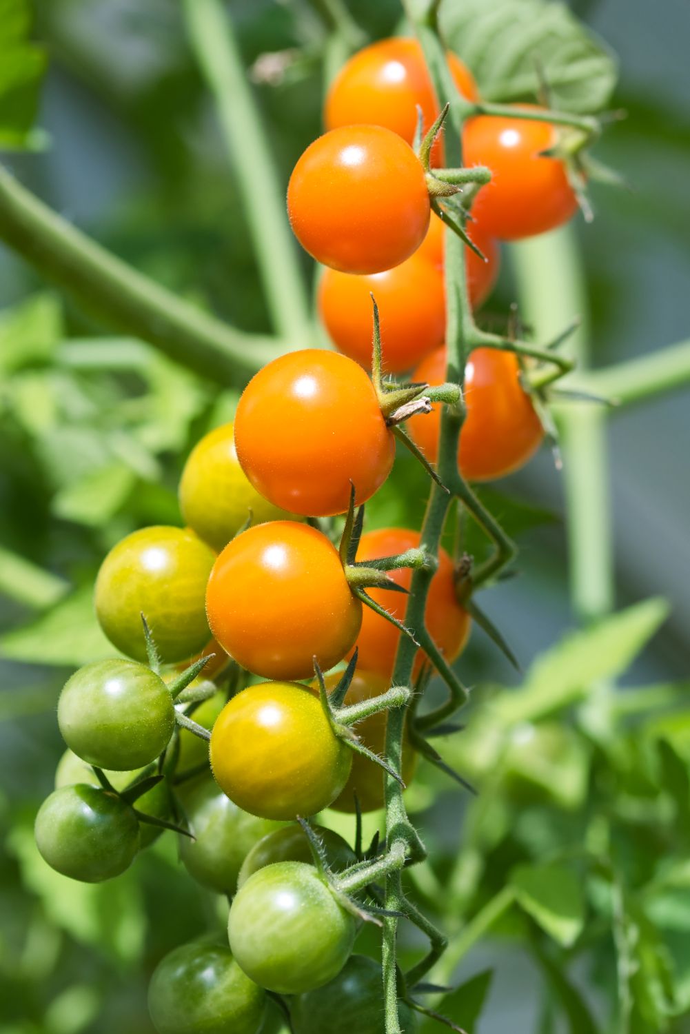 Cluster of Sun Gold F1 cherry tomatoes growing on the vine, transitioning from green to bright orange as they ripen.