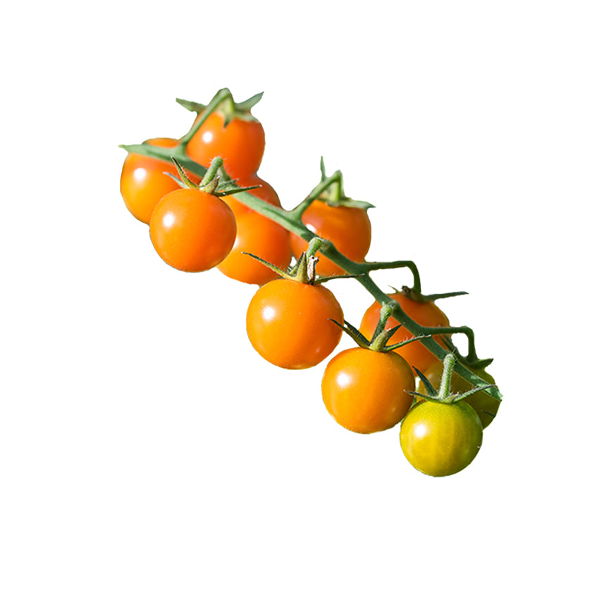 Sun Gold F1 Tomato Seeds produce sweet golden-orange cherry tomatoes on the vine, ideal for home garden planting and fresh snacking.