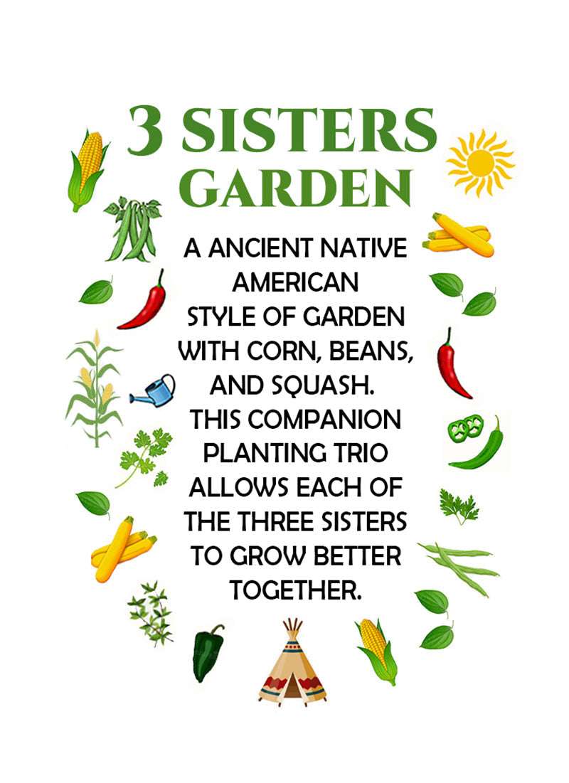 Three Sisters Garden Seeds - Companion Trio - Corn, Bean, Squash illustrated guide explaining Native American companion planting method.