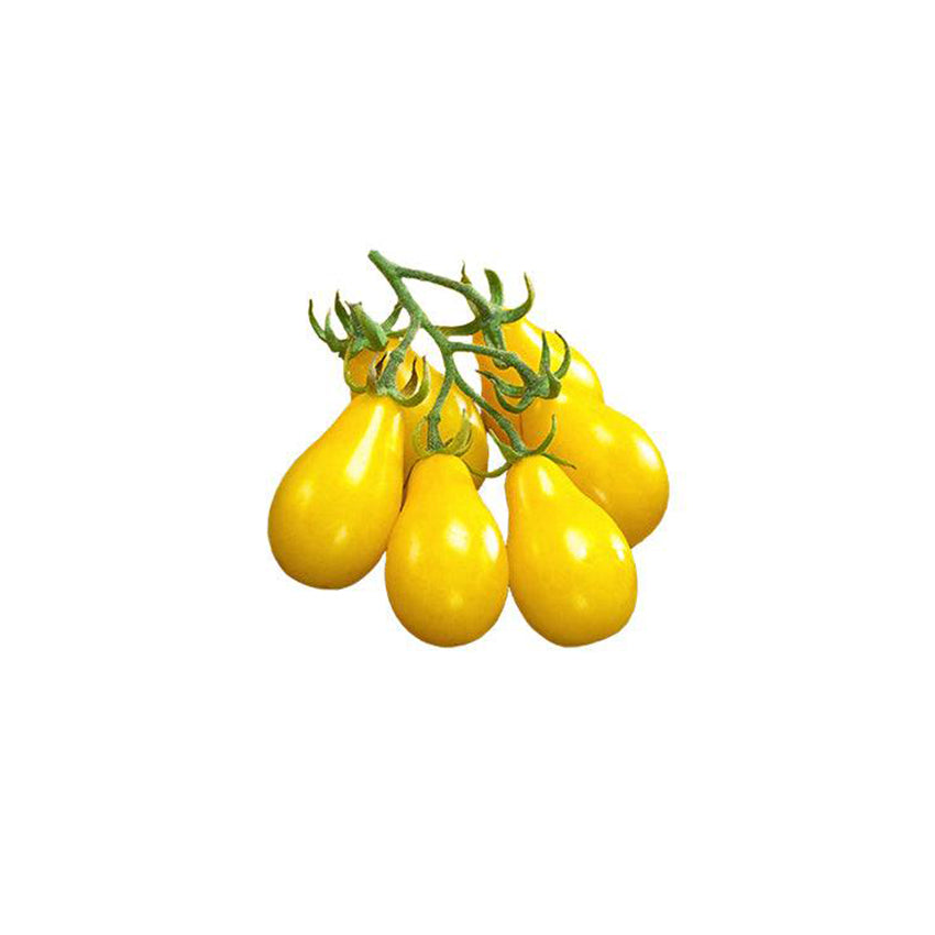 Yellow Pear Beam's Tomato Seeds - Bright Yellow Delicacies - Heirloom- ON SALE
