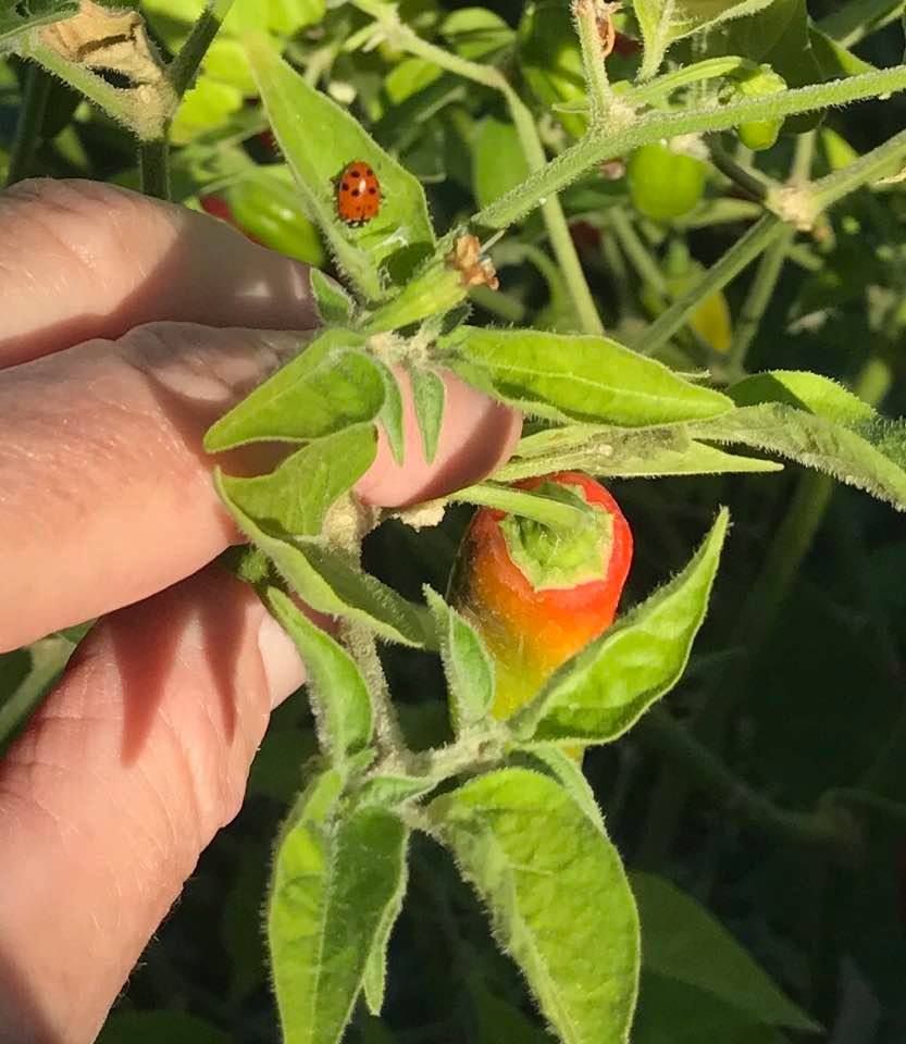 Young Aji Amarillo pepper developing on the plant with a ladybug nearby, emphasizing early growth stage in home gardening.