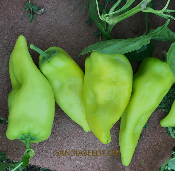 Freshly harvested Beaver Dam peppers grown from heirloom open-pollinated seeds, known for their mild heat and sweet flavor.