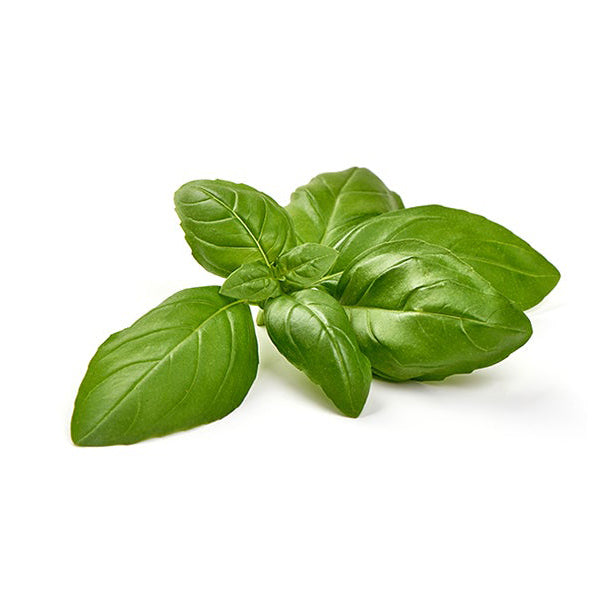 Basil Genovese Seeds