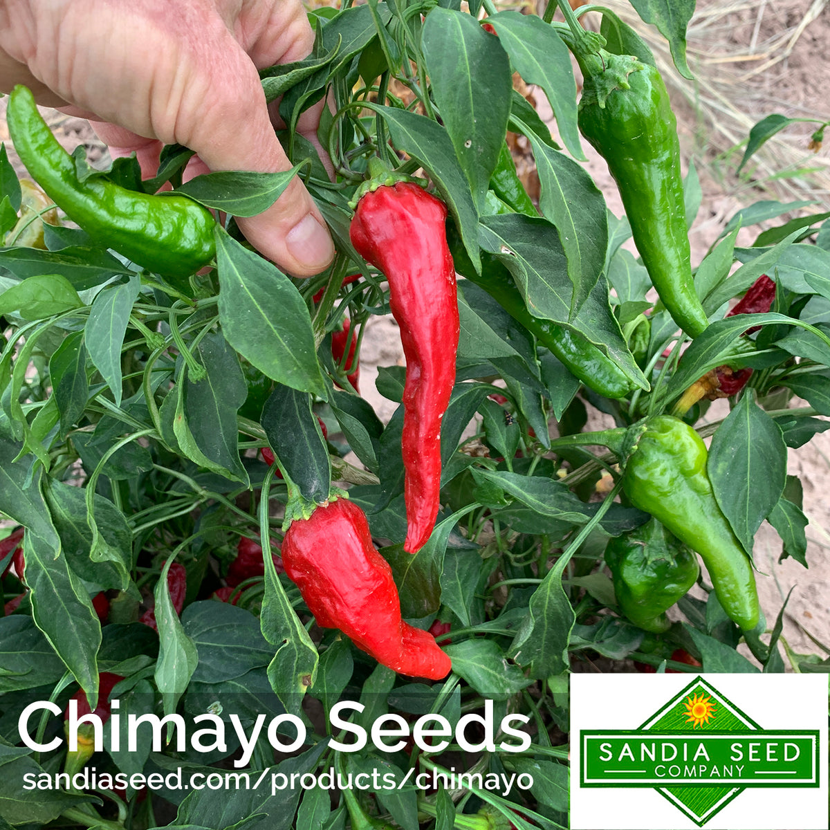 Ripening Chimayo chile peppers on the plant, transitioning from green to red, ideal for heirloom flavor and medium heat cooking.