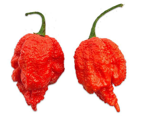 dragon's breath plant seeds Dragon's Breath Pepper Seeds – Sandia Seed Company