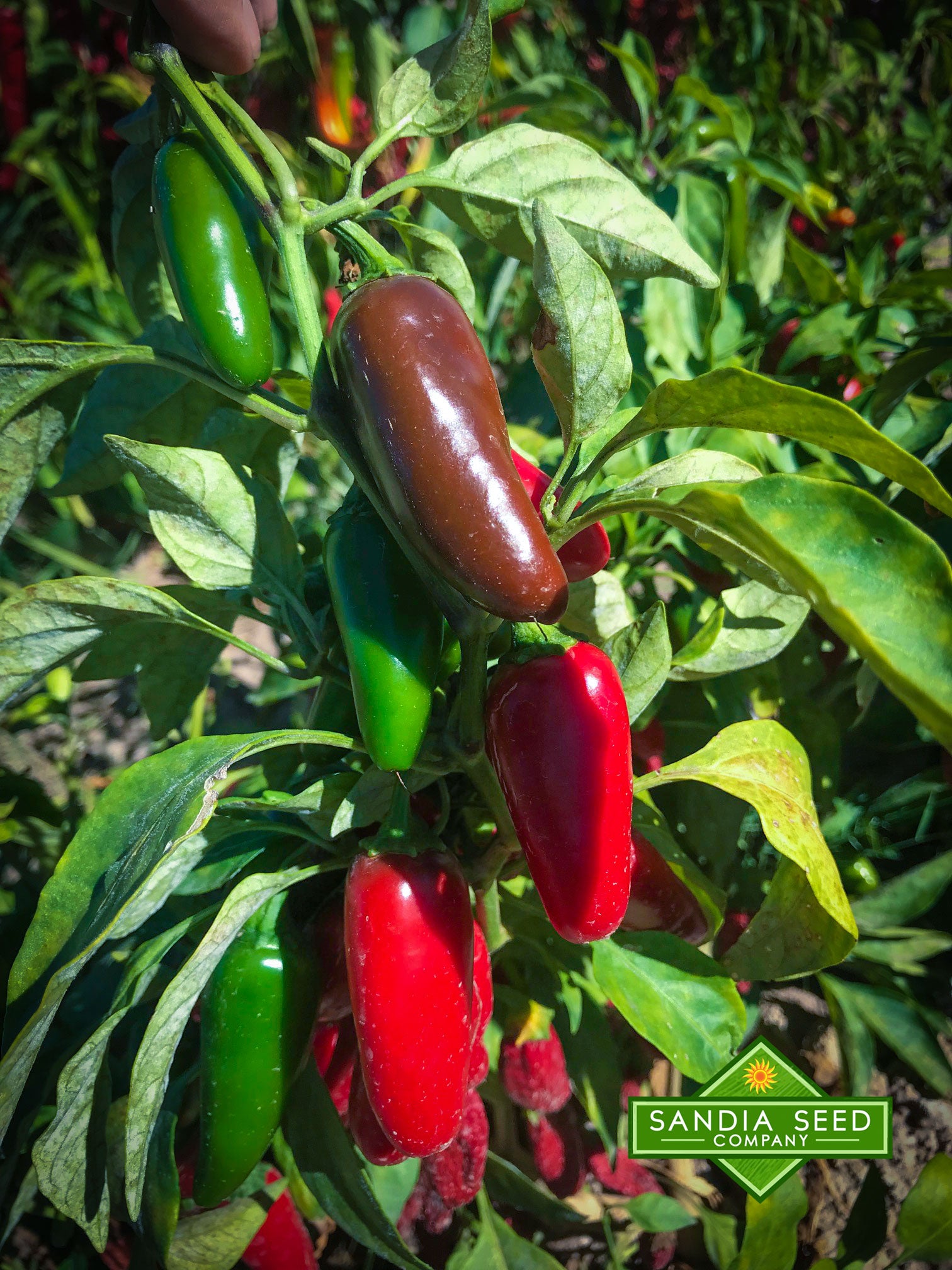 Jalapeño Early peppers in various ripening stages on the plant, ideal for short seasons and cool climates in home gardens.