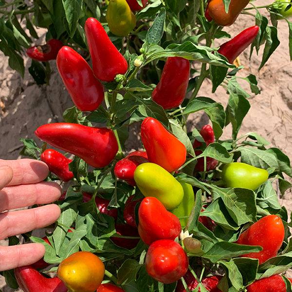 Fresno peppers ripening on the plant in vibrant red, orange, and green shades, part of the Pepper Seeds 3-Pack - Spicy Garden collection.
