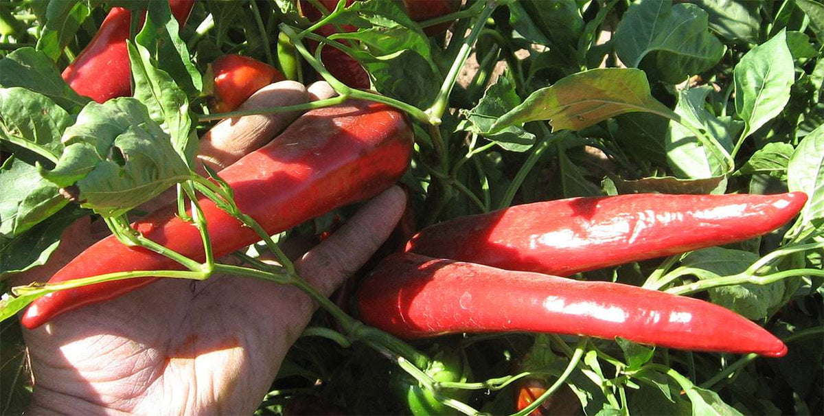 Ripe Giadone Pueblo Mirasol peppers growing on the plant, showcasing their size and vibrant red color; ideal for spicy dishes and seed harvesting.