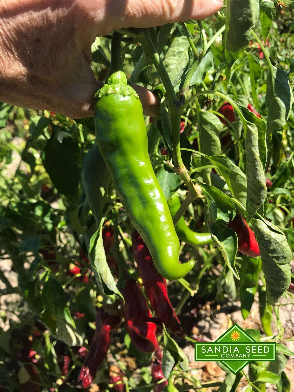 Mature BULK Hatch Green Chile - X Hot - Barker's Hot pepper growing on plant, showcasing healthy foliage and fiery New Mexico chile flavor.