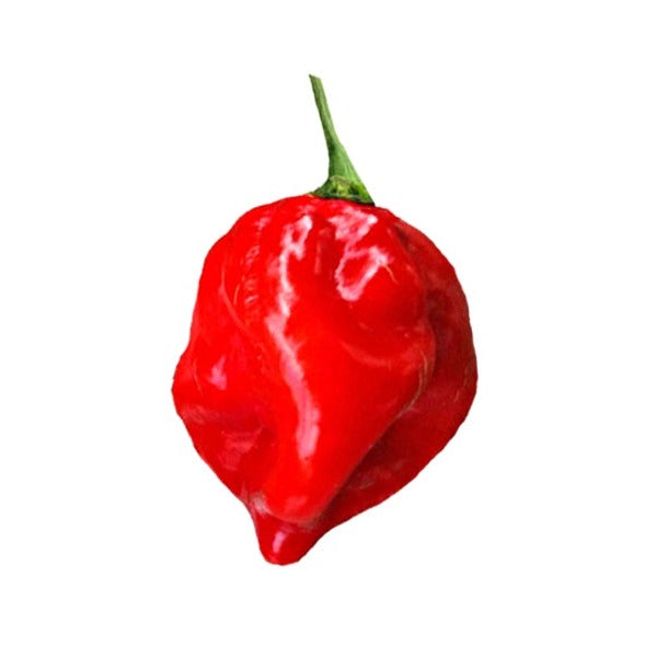 habanero red clothing