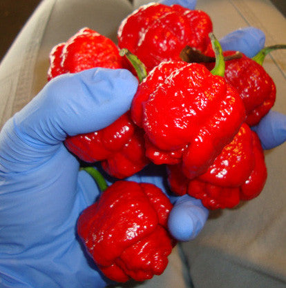 Trinidad Moruga Scorpion Seeds - Sandia Seed Company