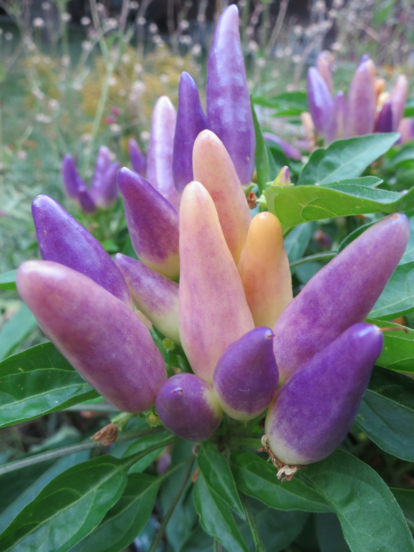 Easter Pepper - Ornamental Pepper Seeds