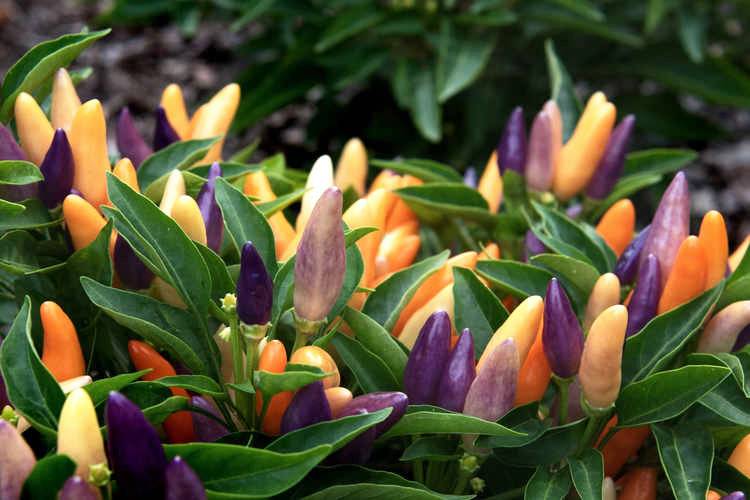 Dense planting of Easter Ornamental NuMex Peppers showing a mix of purple, yellow, and orange fruits. A stunning ornamental hot pepper variety.