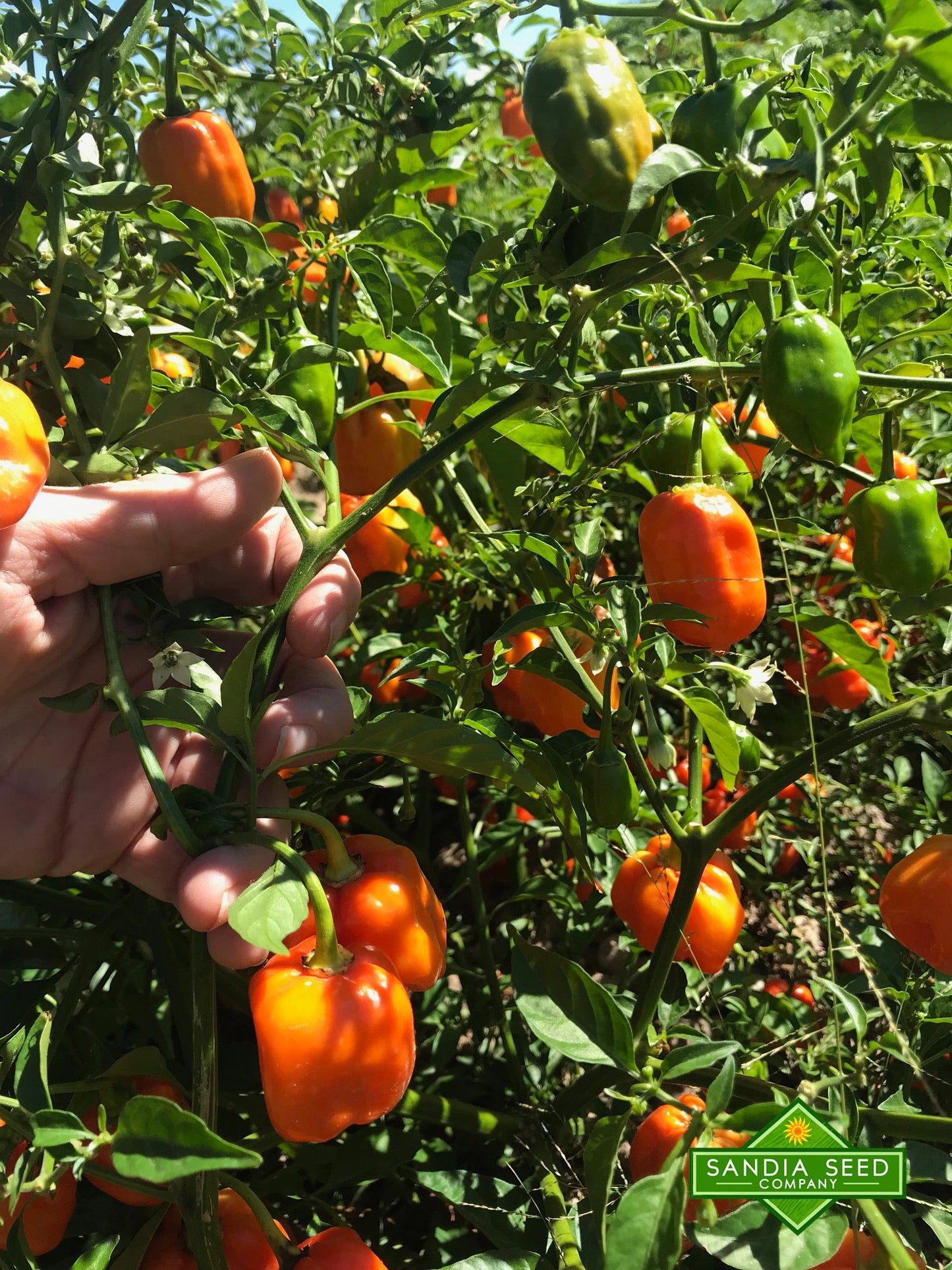 Ripe orange Habanero Trick or Treat NuMex peppers growing on lush green plants, ideal for summer harvests in home gardens with no heat and bold flavor.