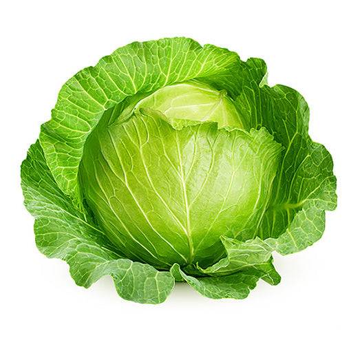 Close-up of a fresh Brunswick cabbage head, showcasing its dense, green leaves—perfect for planting with Brunswick Cabbage Seeds in home gardens.