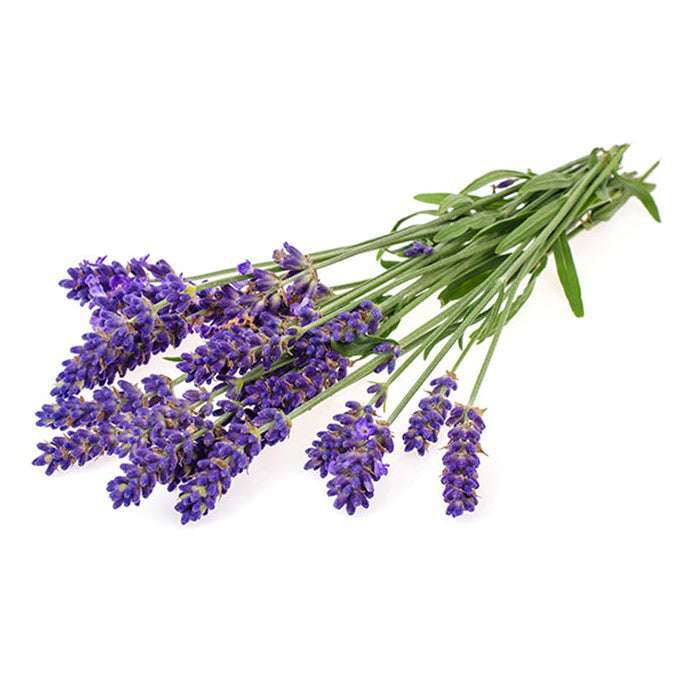 Freshly harvested Lavender Vera flowers with vibrant purple blooms, perfect for home gardens and aromatic uses.