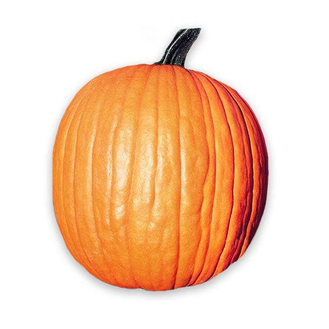 Large, bright orange Howden's Field Pumpkin with deep ridges, perfect for Halloween carving or baking. Grown from heirloom seeds.