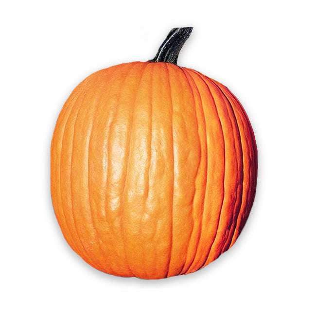 Large, bright orange Howden's Field Pumpkin with deep ridges, perfect for Halloween carving or baking. Grown from heirloom seeds.