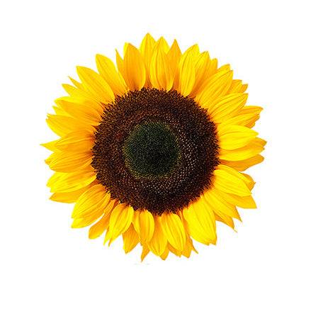 Close-up of a Mammoth Grey Stripe Sunflower with vibrant yellow petals and dark center. Perfect for home gardens and attracting wildlife.