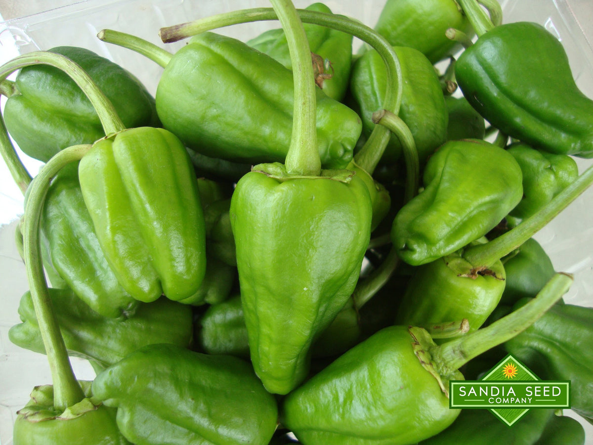 Close-up of a harvest of fresh green Padron peppers, highlighting their sweet heirloom quality and ideal size for container gardening.