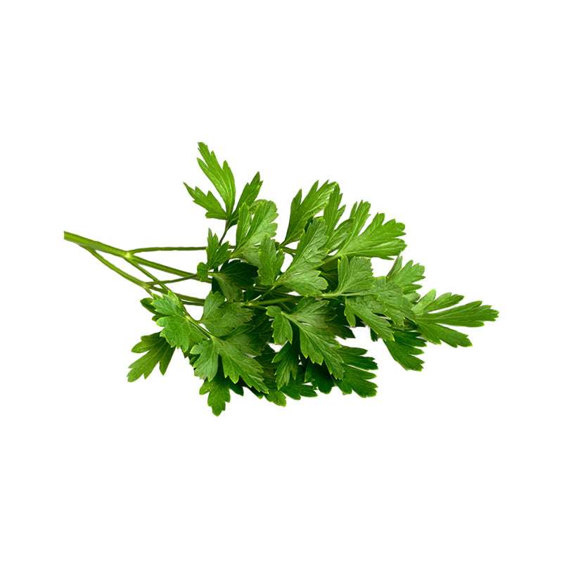 Fresh sprig of Italian Flat Leaf Parsley with dark green flat leaves, ideal for cooking or drying, from heirloom non-GMO seeds.