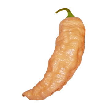 Bhut Jolokia Peach Seeds - Sandia Seed Company