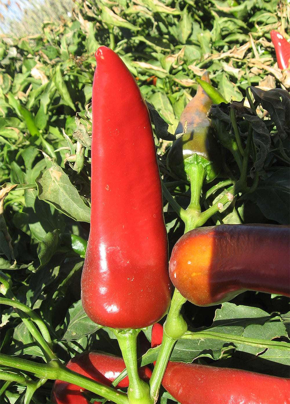 Ripe red Mirasol Mosco Pueblo Chile pepper growing on plant, ideal for red chile sauce with sweet taste and medium heat from these premium seeds.