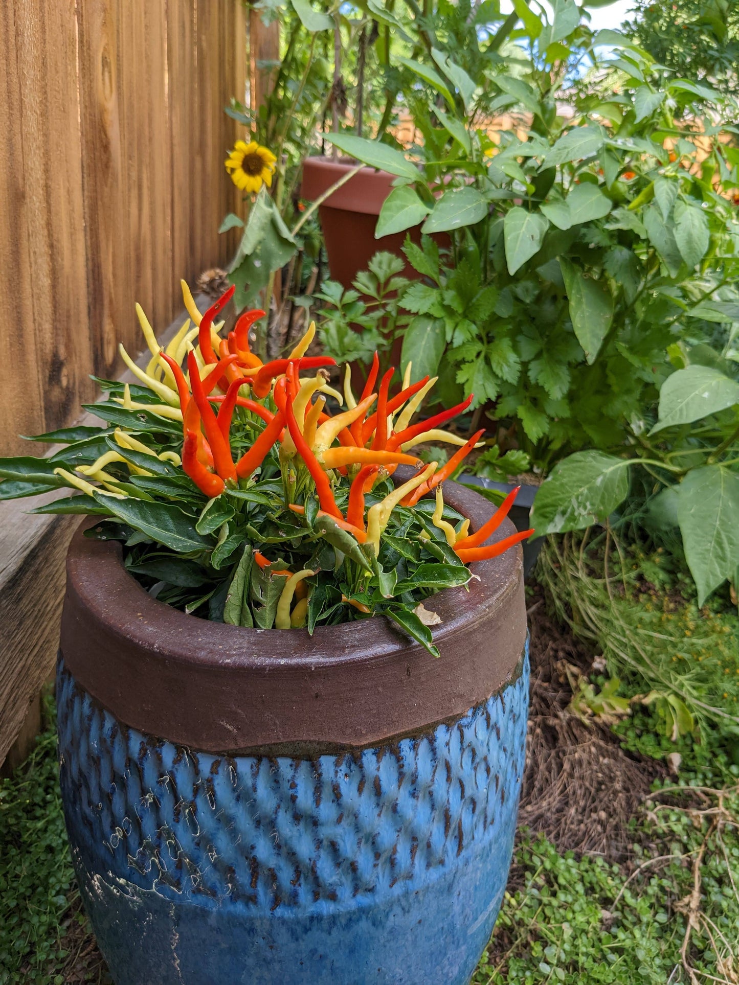 Fire & Ice ornamental peppers grown from Patio Pepper Seeds in a decorative blue pot, showcasing bright multicolored peppers in a garden setting.