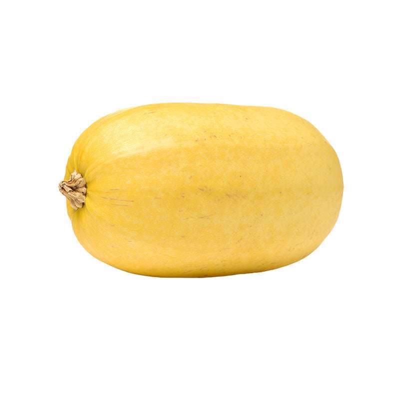 Whole ripe spaghetti winter squash with smooth yellow skin. A productive and delicious variety.