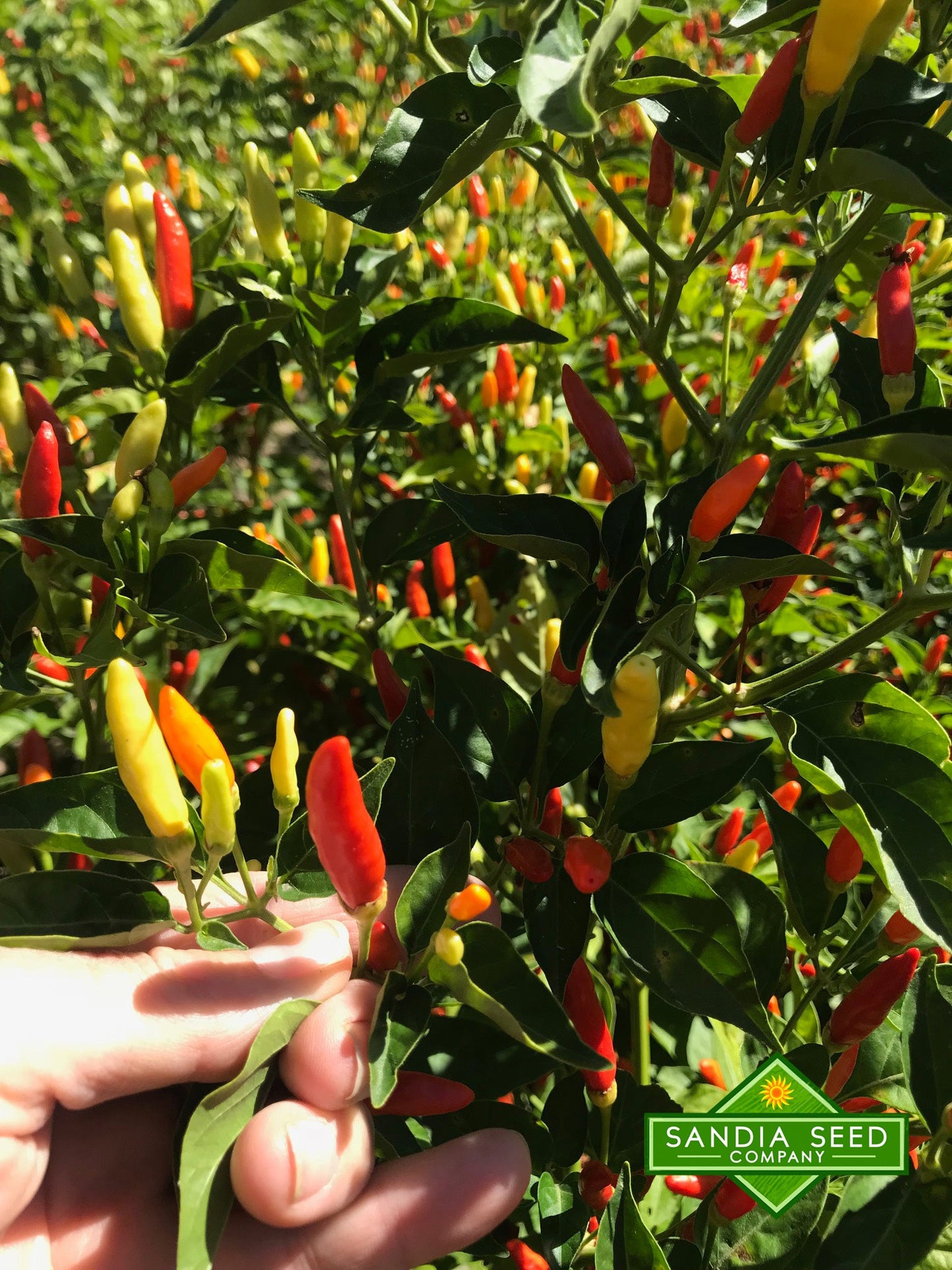 Tabasco Pepper Seeds - Heirloom - Easy Growth & Very Hot; mature pepper plant with red, orange, and yellow pods, great for home gardening and cooking.