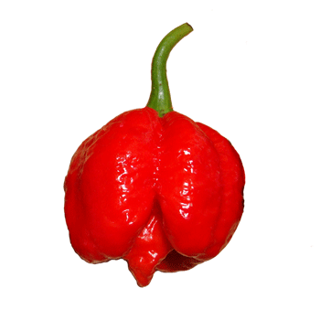 Trinidad Scorpion Butch T Pepper Seeds - Sandia Seed Company