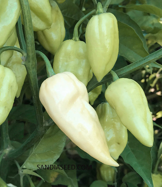 Bhut Jolokia White Seeds - Sandia Seed Company