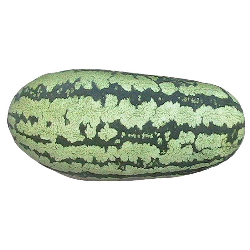 Close-up of Georgia Rattlesnake Heirloom Watermelon with green rind and dark rattlesnake-like stripes, ideal for the home garden.