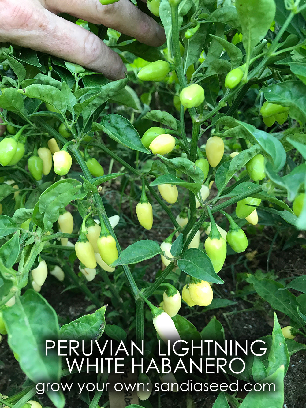 Habanero White Peruvian Lightning Pepper Seeds - Sandia Seed Company