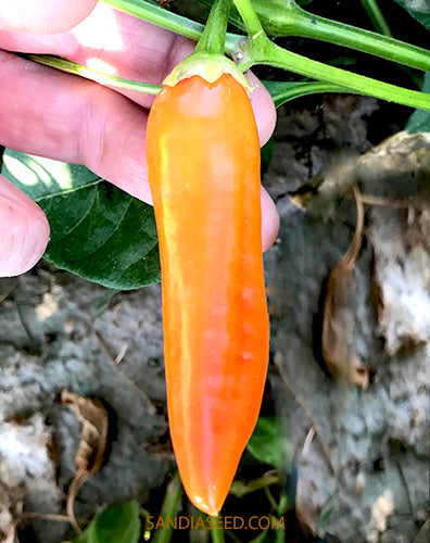 Close-up of a single ripe Aji Amarillo pepper on the plant, highlighting its bright orange color and smooth texture for garden harvest.
