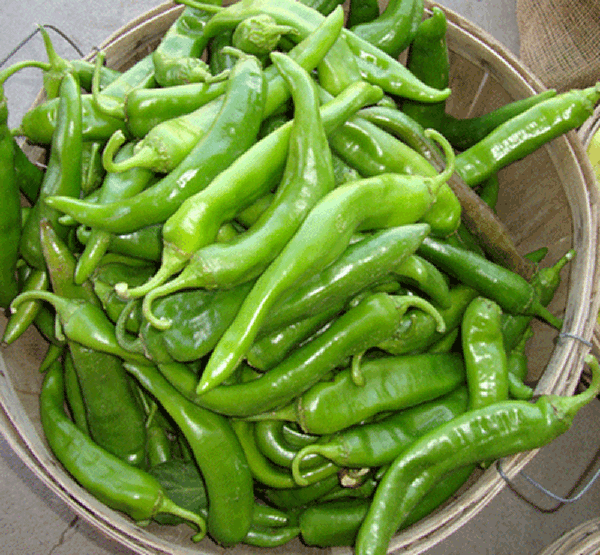 Basket full of harvested Hatch Green X Hot Chile peppers, showcasing their vibrant green color and X-hot heat level.
