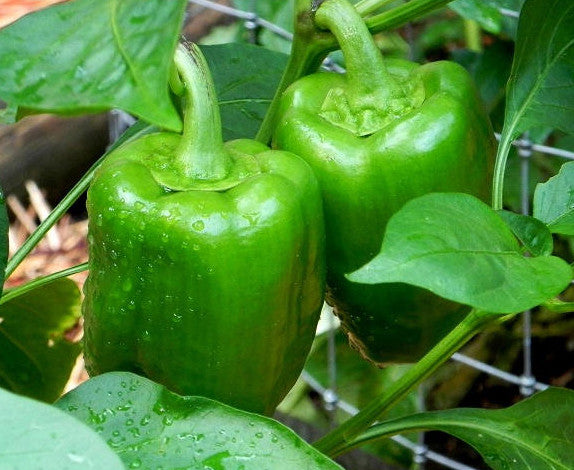 Green Cal Wonder Bell Pepper Seeds - Heirloom - Sweet & Crunchy peppers growing on a plant, ideal for home garden cultivation.