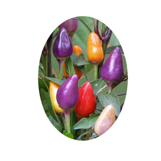 Bolivian Rainbow Pepper - Ornamental Heirloom Seeds showing vibrant purple, red, orange, and yellow peppers on a compact plant.