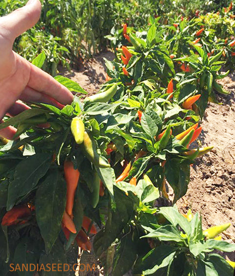 Bulgarian Carrot Pepper Seeds - Very Hot Peppers - Heirloom- pepper plants growing in soil with clusters of orange and green peppers, perfect for gardens.