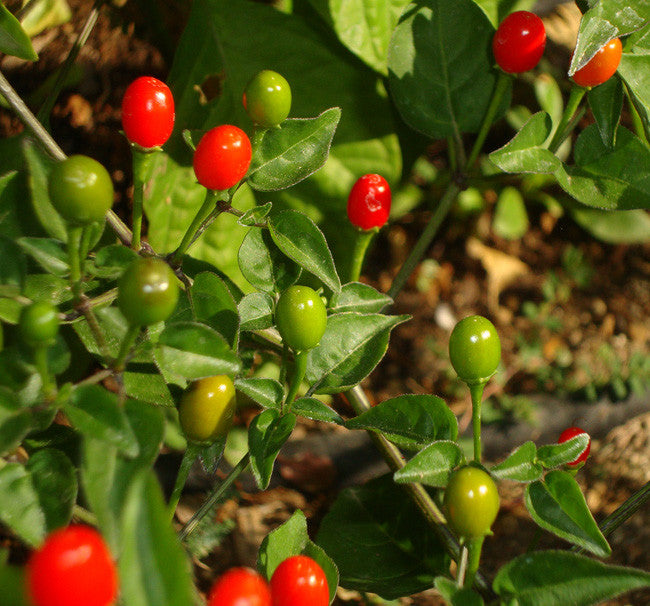 Chiltepin / Tepin Chile peppers on a plant red and green