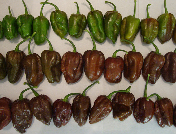 Habanero Chocolate Seeds - Sandia Seed Company