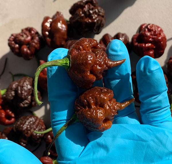 Person wearing blue gloves holding multiple ripe Carolina Reaper chocolate peppers with wrinkled surface, on a gray background